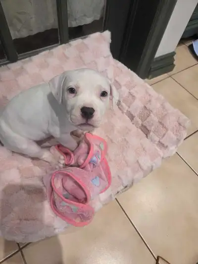 Beautiful Family-Raised Puppies – Ready for Loving Homes, View more