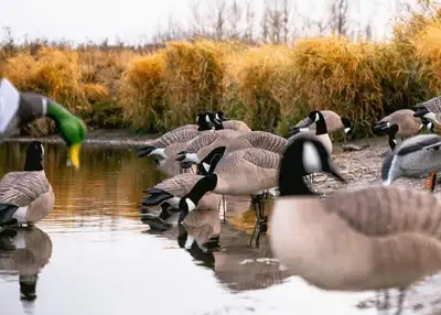 Canada goose kijiji alberta online
