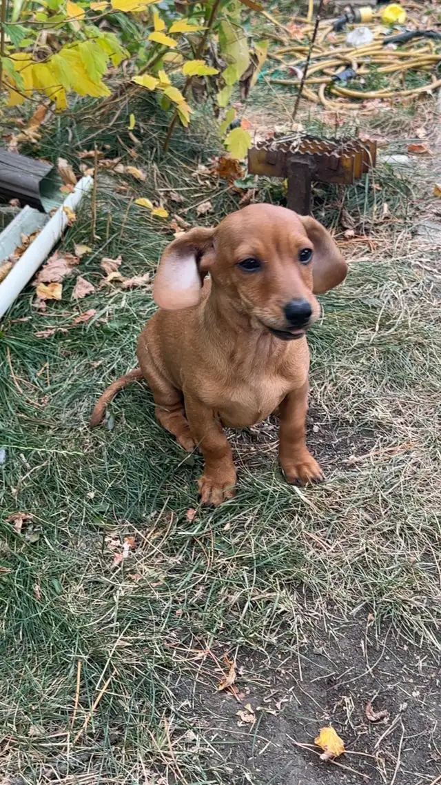 chi-weenie puppies!! Only 2 left! in Dogs & Puppies for Rehoming in Strathcona County - Image 8