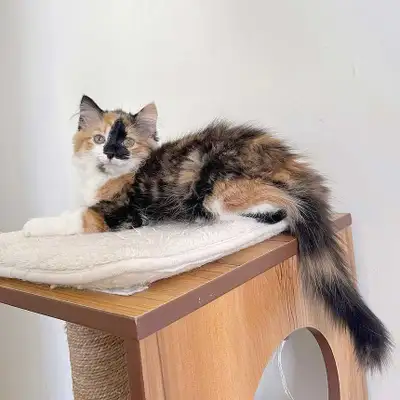 Hi I am looking for a nice family for my beautiful kitten She is super gorgeous and cute Used to eat...