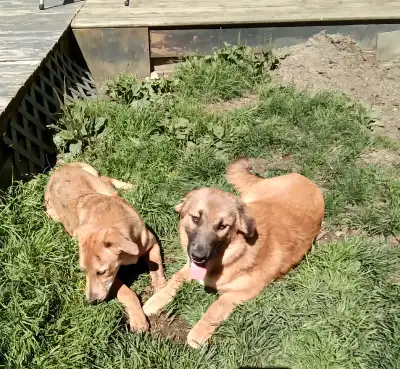 Puppies for sale, View more