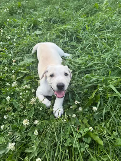 lab mastiff mix puppy (female), View more