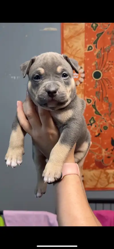 American Bulldog puppies, View more