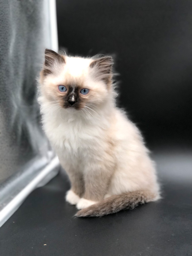 RAGDOLL KITTENS Cats & Kittens for Rehoming Kelowna Kijiji