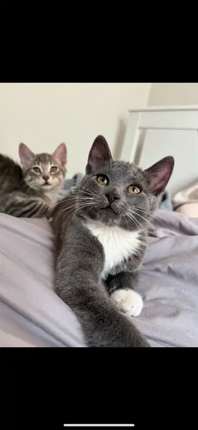 chatons adorables, View more