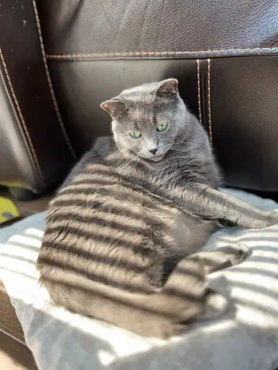 Looking to rehome Russian Blue Cat, View more