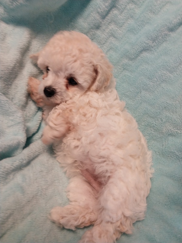 Toy Poodle puppies 2 boys ready to go Dogs & Puppies for Rehoming