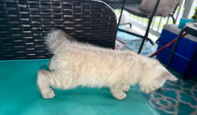 Gorgeous Snow Lynx Bengal Kittens Available in Cats & Kittens for Rehoming in City of Toronto - Image 5