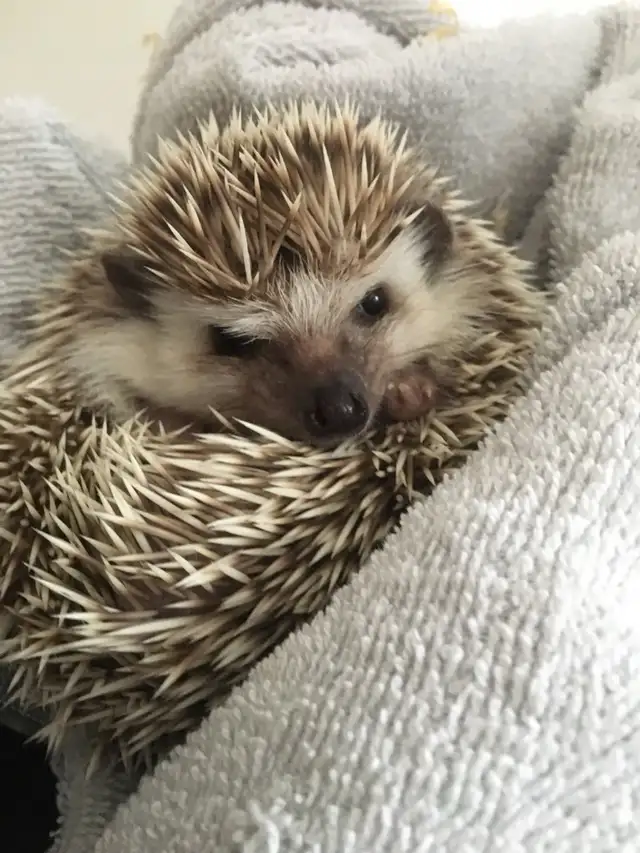 hedgehog  in Small Animals for Rehoming in Lethbridge - Image 2
