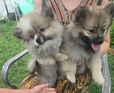 chiots poméranien puppies, View more