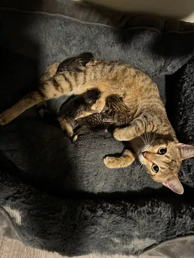 GENDER UPDATE - bengal x & Bengal/maine coon mix kittens, View more