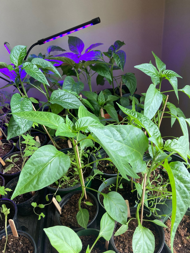 Heirloom pepper and tomatoes, swiss chard $2.50 in Plants, Fertilizer & Soil in St. Catharines