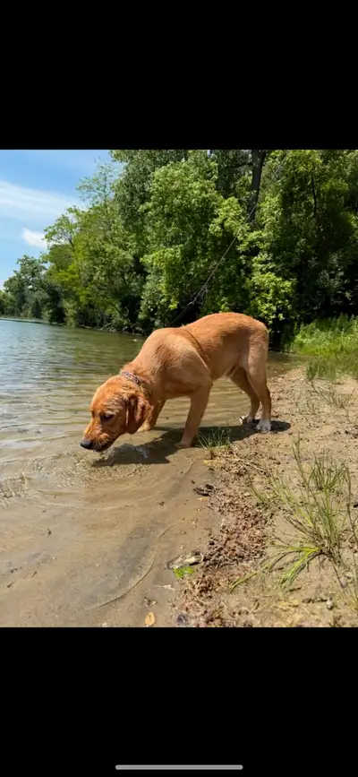 8 Month Old Male Golden Retriever/British lab For rehoming, View more