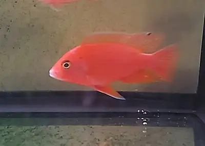 Dominant male (picture 1), $40 Sub dominant male (picture 2), $30 2 inch young males picture 3, $5 U...