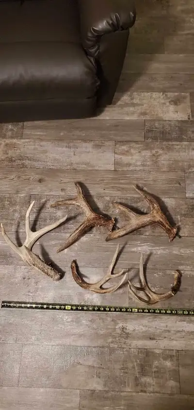 Beautiful colored sheds and cuts off from a couple old mounted deer that I threw out. Around 10 poun...