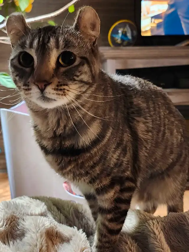 chatte hyland lynx in Cats & Kittens for Rehoming in Victoriaville - Image 2