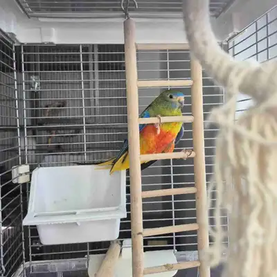 magnifique turquoisine, View more