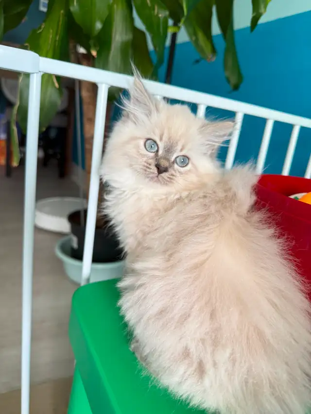 Pure Siberian kittens are available