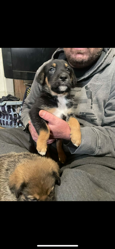 shepherd / springer cross, View more