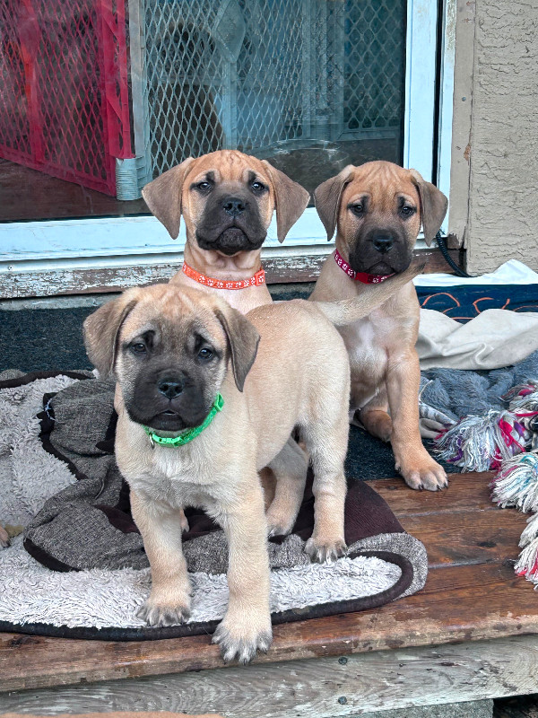 South African Boerboel Mastiff Puppies in Dogs & Puppies for Rehoming in Vancouver - Image 2
