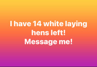 White laying hens $15 each