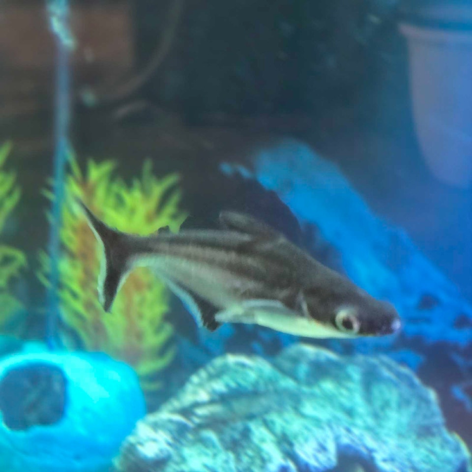 Requin irridesent | Fish for Rehoming | Laval / North Shore | Free ...