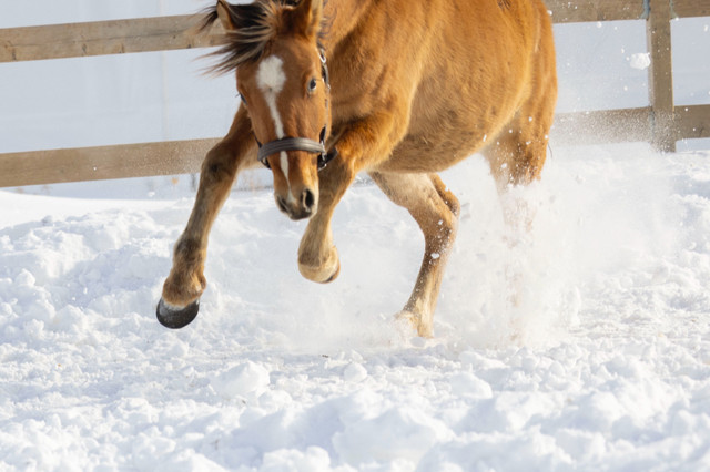 Large poney dans Chevaux et poneys à adopter  à Ville de Québec - Image 4