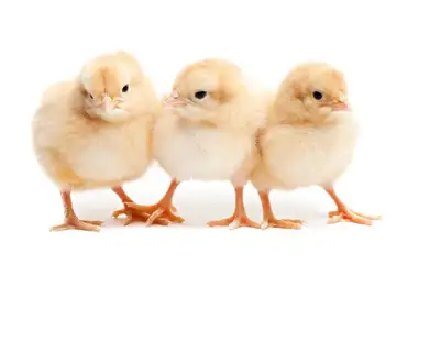 Day Old Meat Chicks, View more