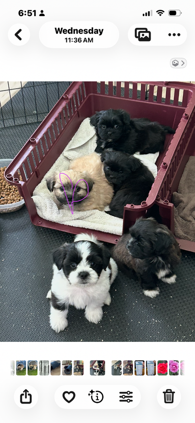 4 Bichon Friese/Shih Tzu Puppies for sale, View more