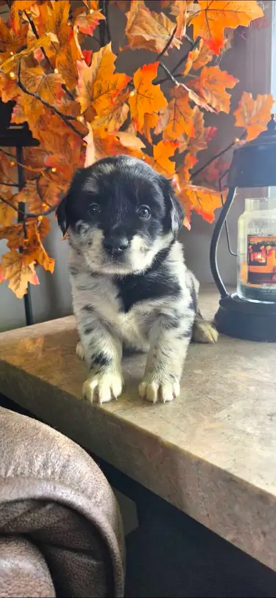 Golden Retriever/Border Collie puppies for adoption, View more