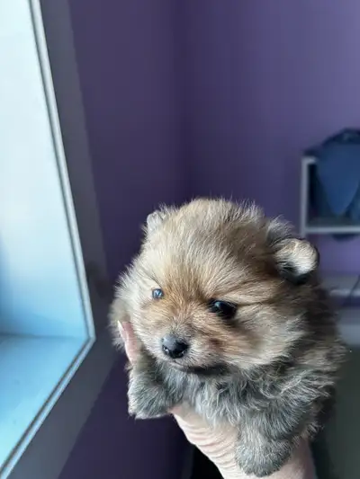 High quality spitz nain(Pomeranian) pure race couleur dorée à ad, View more