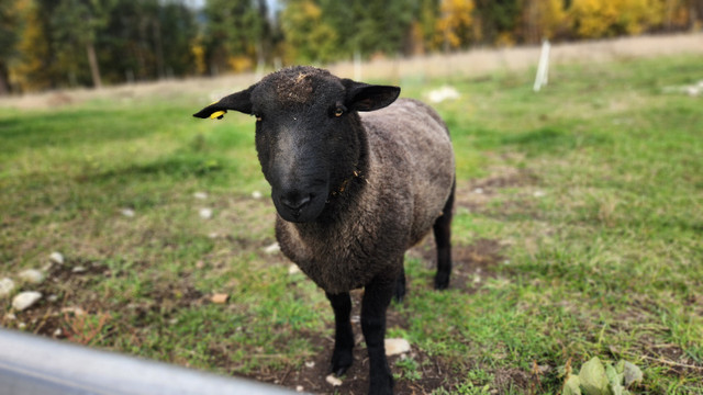 1.5 year proven mix breed sheep ram in Livestock in Kamloops - Image 2
