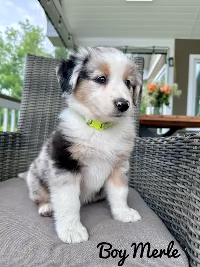 Australian shepherd puppies , View more