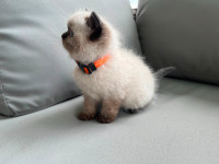 Adorable Seal Point Himalayan - Siamese kittens for sale