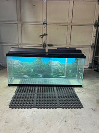 55 Gallon Aquarium w/Accessories