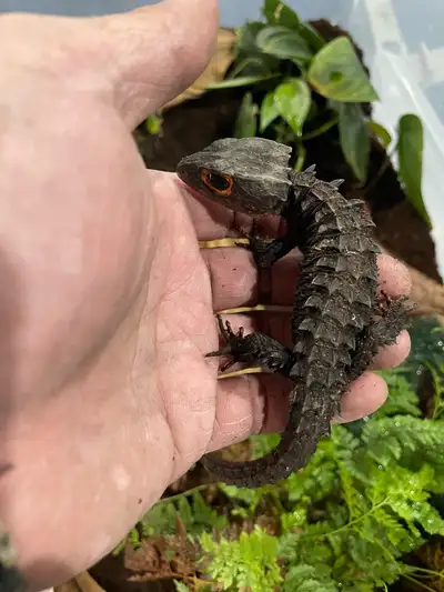 Crocodile skink, View more
