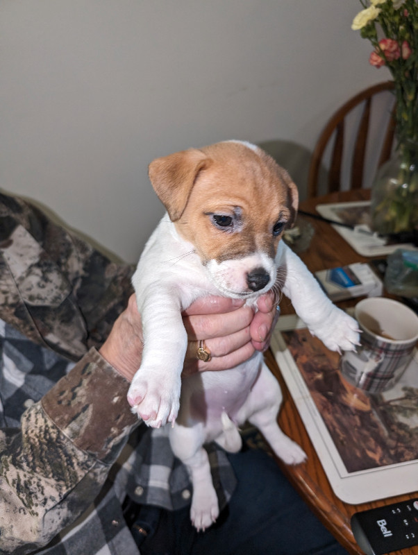 Jack Russell puppies for sale in Dogs & Puppies for Rehoming in Owen Sound - Image 3