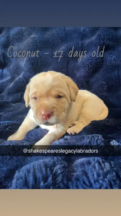 Labrador Puppies for sale, View more