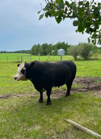Bull and cow for sale !, View more