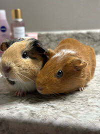 We will give away 2 guinea pigs 