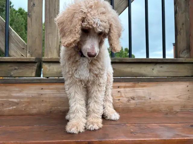 CKC Standard Poodle Puppies in Dogs & Puppies for Rehoming in City of Montréal - Image 4