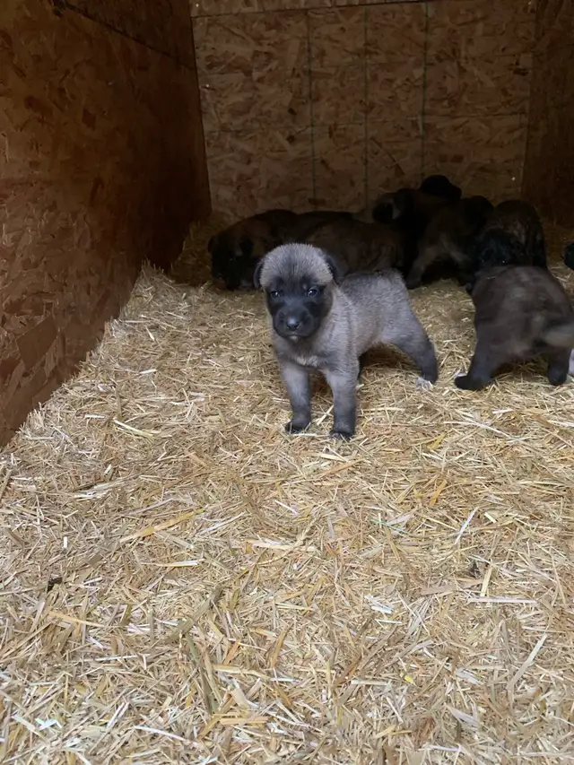 Anatolian Shepherd’s in Dogs & Puppies for Rehoming in Strathcona County - Image 2