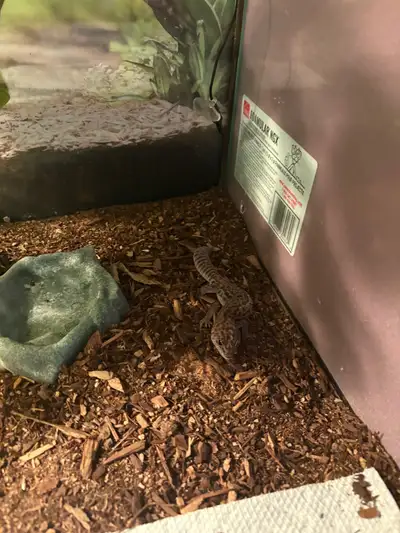 fat tailed gecko for rehoming , View more