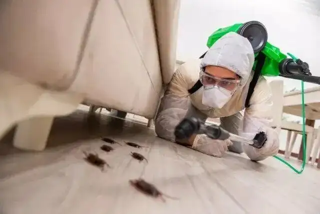 Pest control, Raccoon, Roaches, Mice, Bedbug 6475594365628637237803541227