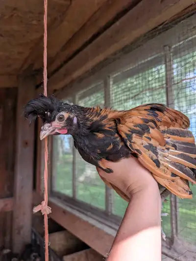 gold Appenzeller Spitzhauben rooster, View more