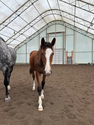 1 year Warmblood filly, View more