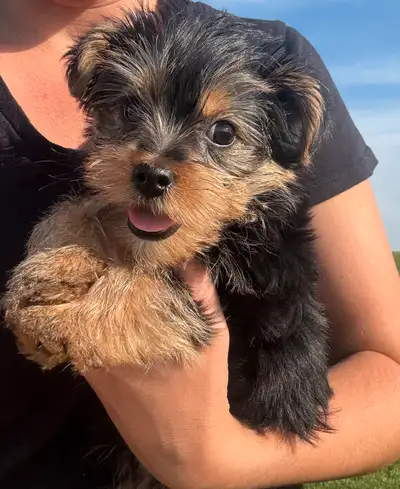 Yorkie male- delivery tomorrow to Medicine Hat, View more