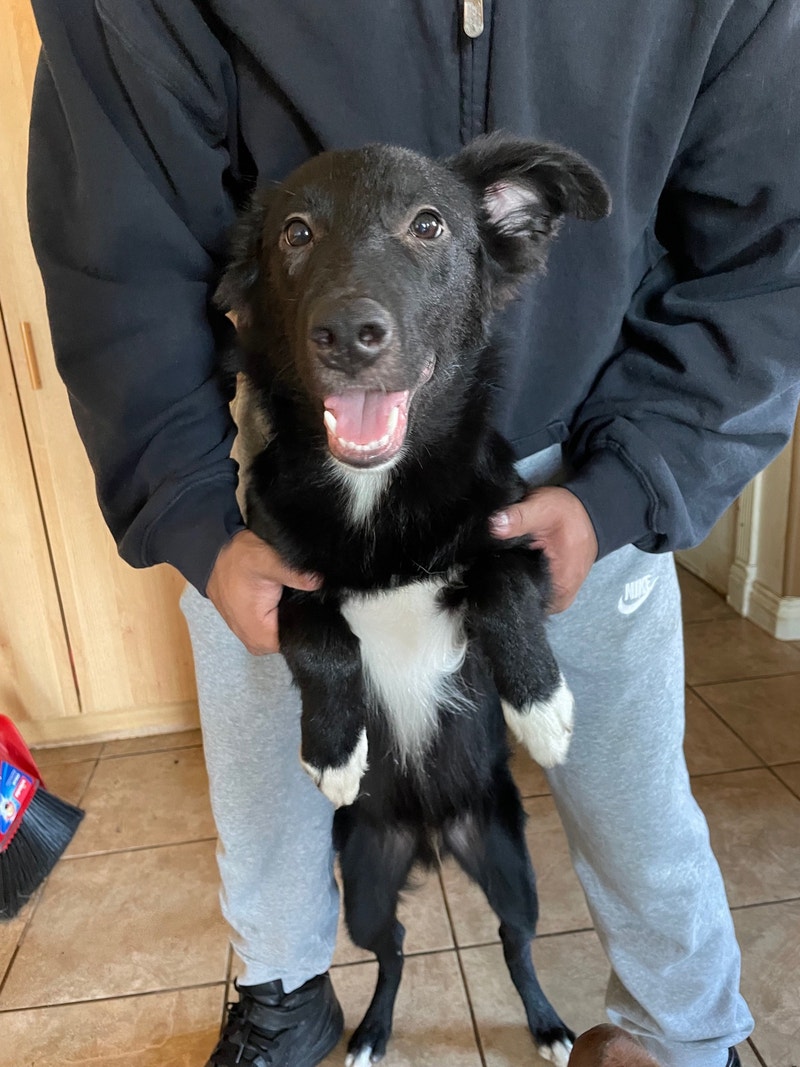 One six month old puppy in URGENT need of finding a home Dogs