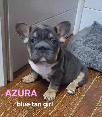 Top Qty French Bulldog puppies Solid Blue Blue Blue!, View more