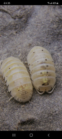 Armadillidium Vulgare Magic Potion Japanese(12)